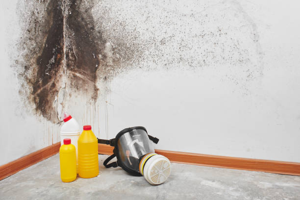 Best Emergency Mold Removal  in Luther, OK