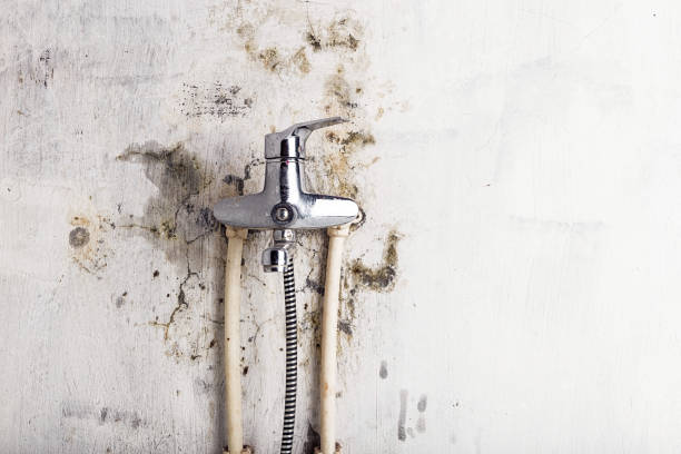 Best Same-Day Mold Removal  in Luther, OK