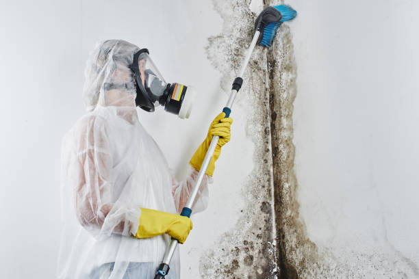 Best Mold Removal and Inspection  in Luther, OK