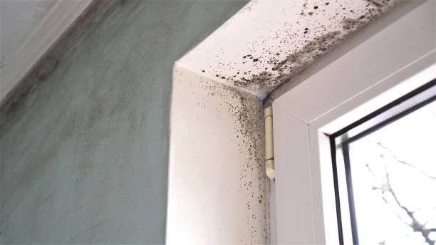 Best Certified Mold Removal  in Luther, OK