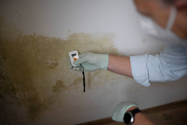 Best Home Mold Removal  in Luther, OK