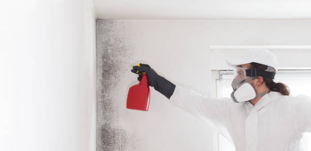 Best Attic Mold Removal  in Luther, OK
