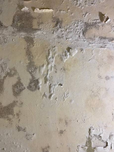 Best Toxic Mold Removal  in Luther, OK