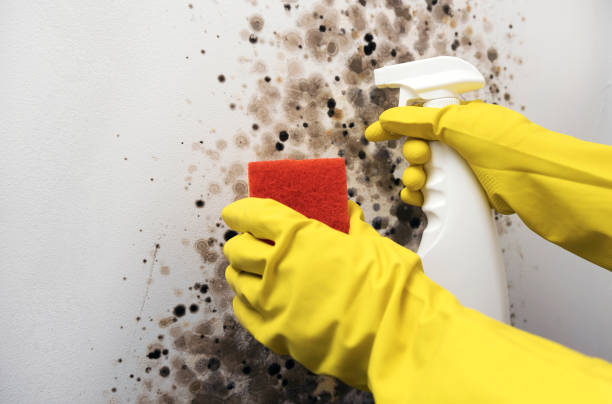 Best Fast Mold Removal  in Luther, OK