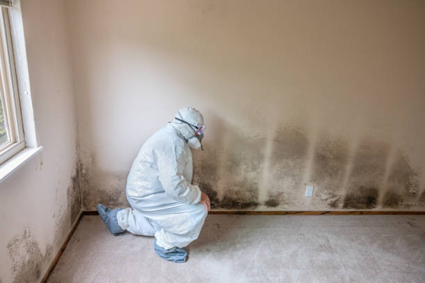 Best Toxic Mold Removal  in Luther, OK