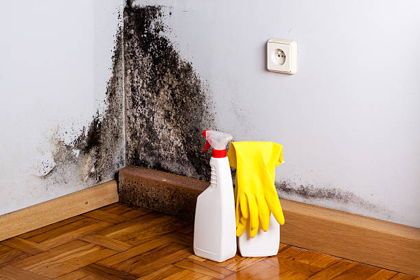 Best Best Mold Removal Companies  in Luther, OK