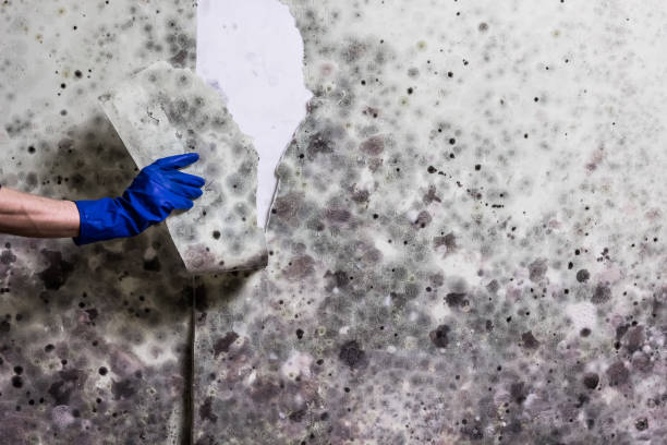 Best Mold Removal Near Me  in Luther, OK