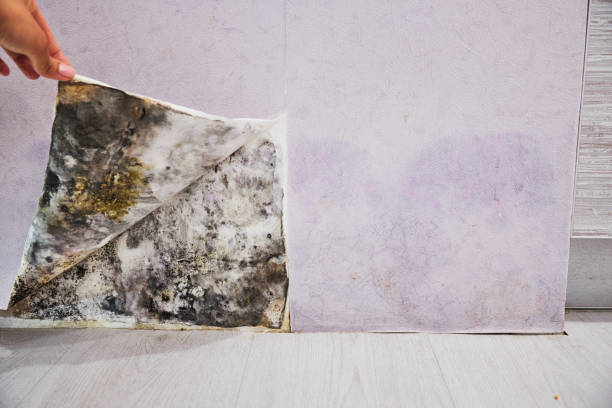 Best Mold Remediation  in Luther, OK